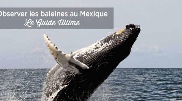 observation baleines mexique