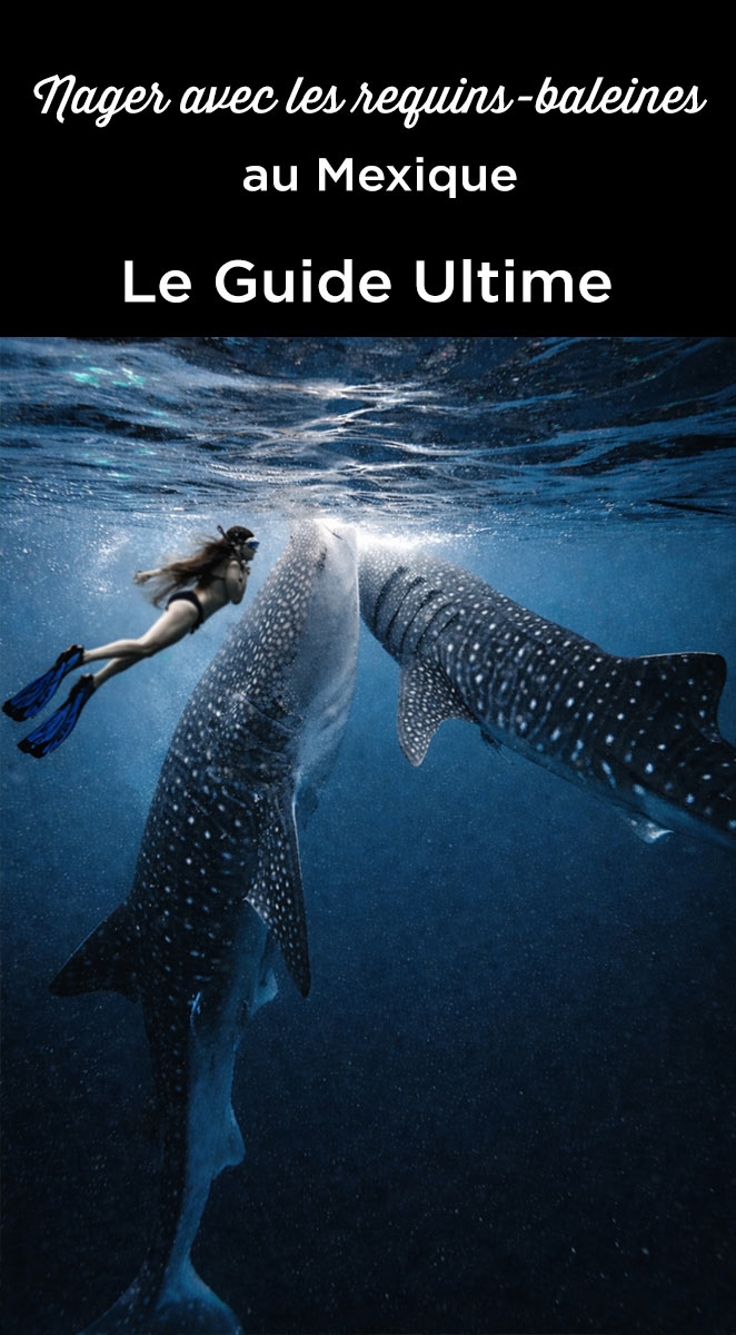 ou nager requins baleines mexique