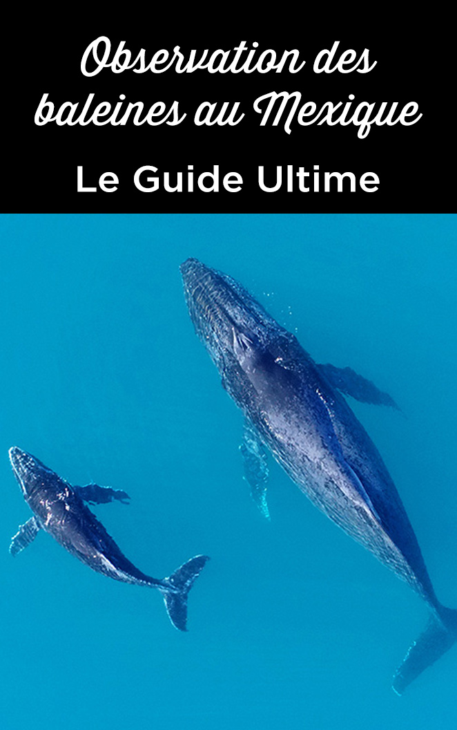 ou quand voir baleines Mexique