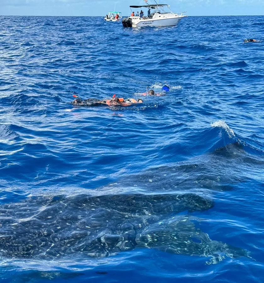requin baleine cancun
