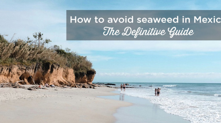 sargassum mexico beach