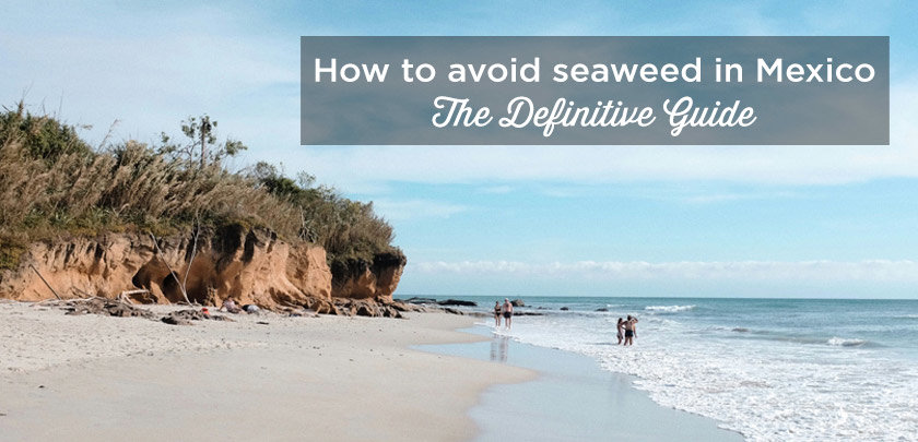 sargassum mexico beach