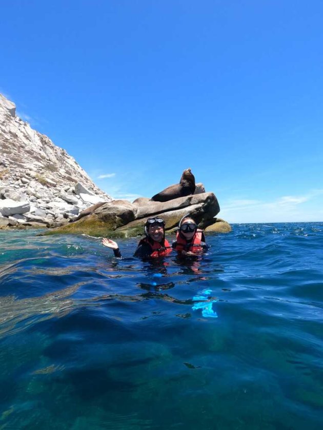 Lion de mer Basse Californie