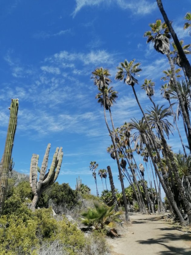 chemin pour accéder à la playa las palmas Basse Californie todos santos